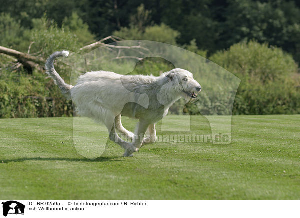 Irischer Wolfshund in Bewegung / Irish Wolfhound in action / RR-02595