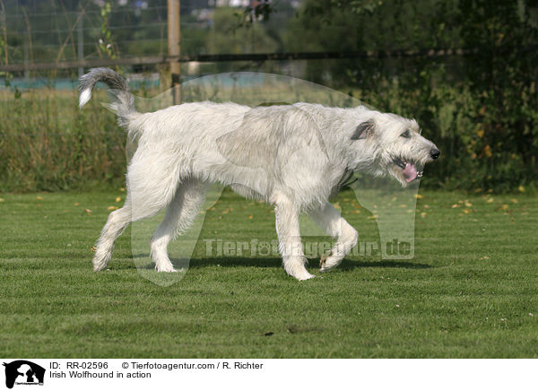 Irischer Wolfshund in Bewegung / Irish Wolfhound in action / RR-02596