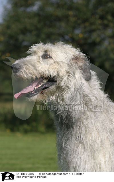 Irischer Wolfshund / Irish Wolfhound Portrait / RR-02597