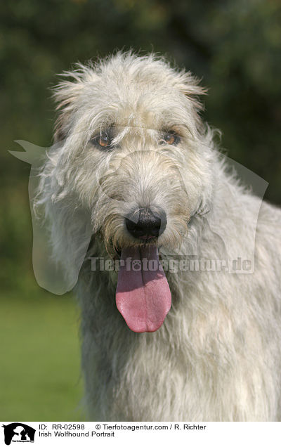 Irischer Wolfshund / Irish Wolfhound Portrait / RR-02598