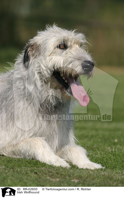 Irischer Wolfshund / Irish Wolfhound / RR-02600