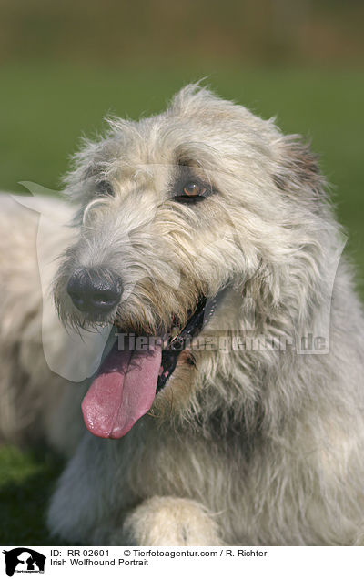 Irischer Wolfshund / Irish Wolfhound Portrait / RR-02601