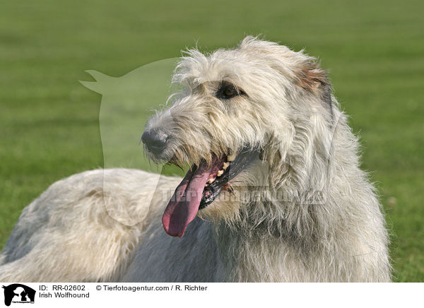 Irischer Wolfshund / Irish Wolfhound / RR-02602