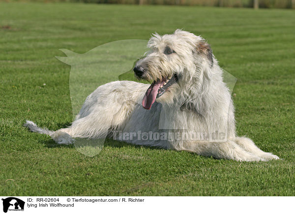 liegender Irischer Wolfshund / lying Irish Wolfhound / RR-02604