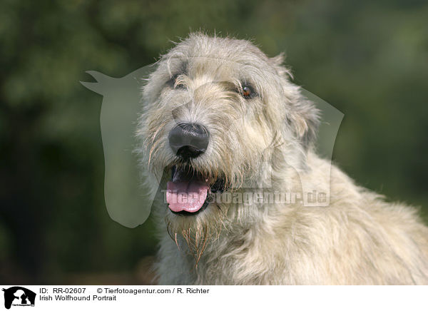 Irischer Wolfshund / Irish Wolfhound Portrait / RR-02607