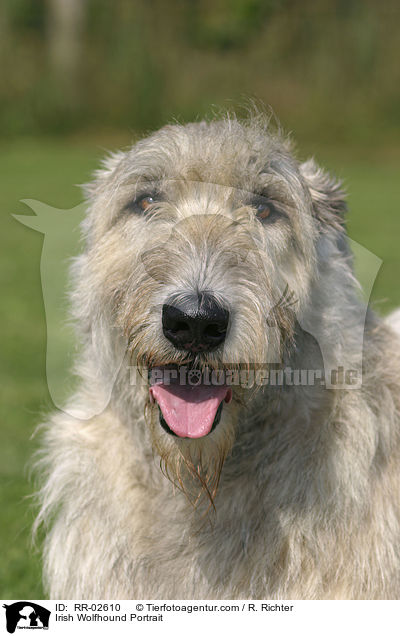 Irischer Wolfshund / Irish Wolfhound Portrait / RR-02610