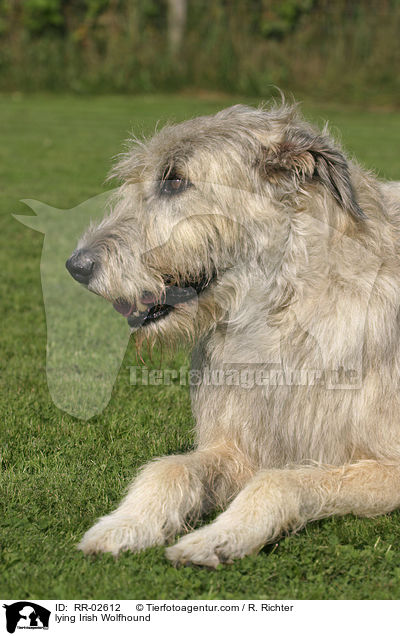 liegender Irischer Wolfshund / lying Irish Wolfhound / RR-02612