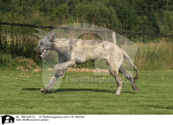 Irischer Wolfshund in Bewegung / Irish Wolfhound in action / RR-02613