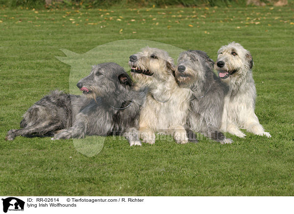 liegende Irische Wolfshunde / lying Irish Wolfhounds / RR-02614