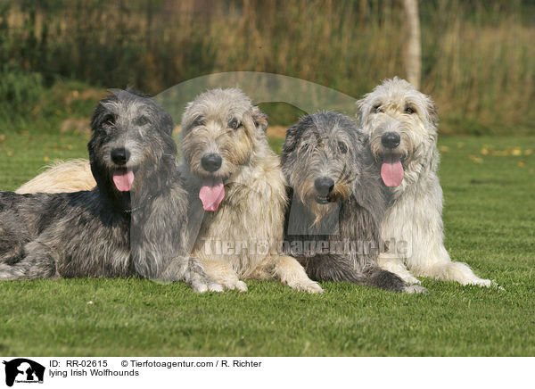 liegende Irische Wolfshunde / lying Irish Wolfhounds / RR-02615