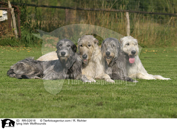 liegende Irische Wolfshunde / lying Irish Wolfhounds / RR-02616