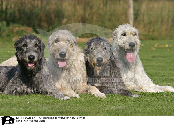 liegende Irische Wolfshunde / lying Irish Wolfhounds / RR-02617