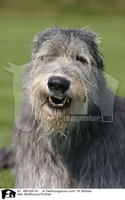 Irischer Wolfshund / Irish Wolfhound Portrait / RR-02619