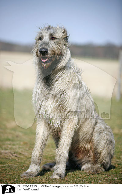 Irish Wolfhound / RR-11313