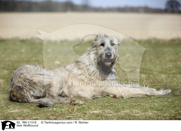 Irish Wolfhound / Irish Wolfhound / RR-11316
