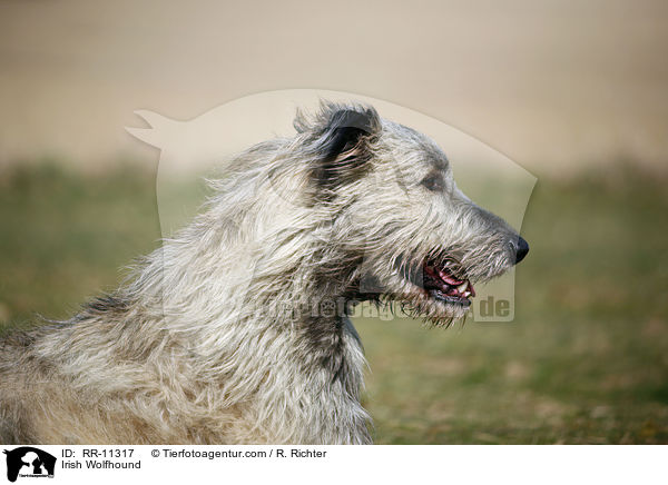 Irish Wolfhound / Irish Wolfhound / RR-11317