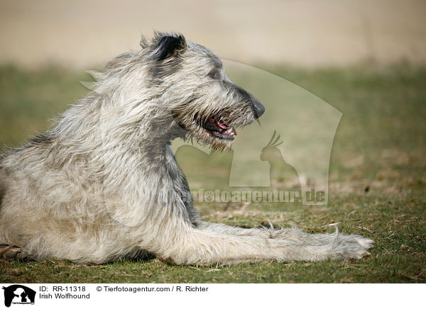 Irish Wolfhound / Irish Wolfhound / RR-11318
