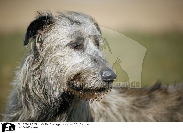 Irish Wolfhound / Irish Wolfhound / RR-11325