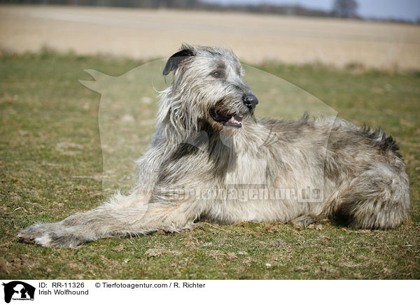 Irish Wolfhound / Irish Wolfhound / RR-11326