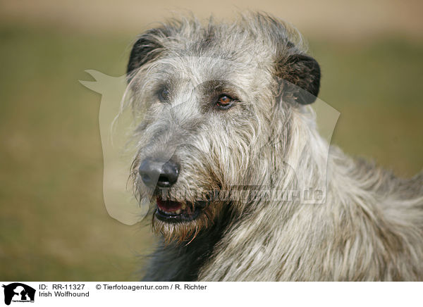 Irish Wolfhound / Irish Wolfhound / RR-11327