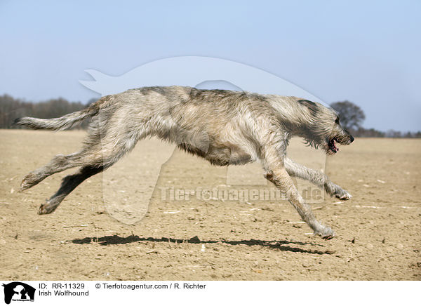 Irish Wolfhound / Irish Wolfhound / RR-11329