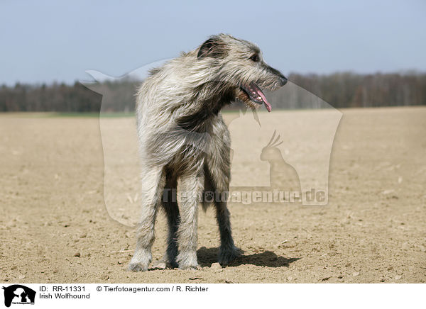 Irish Wolfhound / Irish Wolfhound / RR-11331