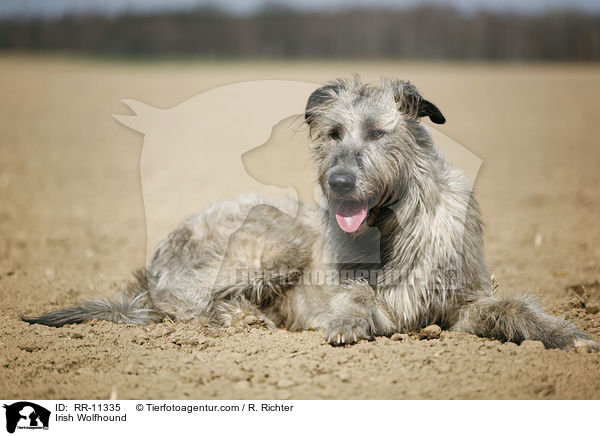 Irish Wolfhound / Irish Wolfhound / RR-11335