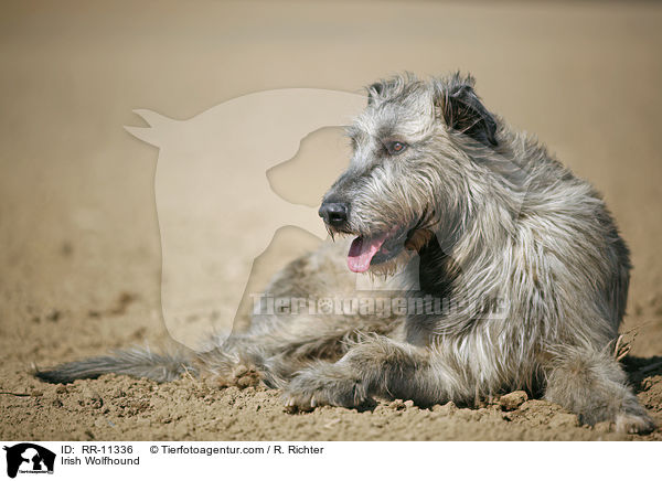 Irish Wolfhound / Irish Wolfhound / RR-11336