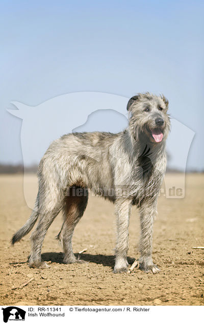 Irish Wolfhound / Irish Wolfhound / RR-11341