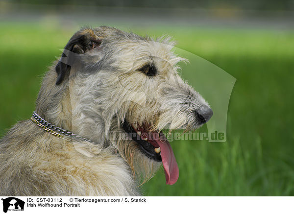 Irish Wolfhound Portrait / Irish Wolfhound Portrait / SST-03112
