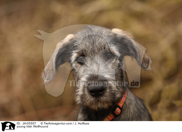 junger Irischer Wolfshund / young Irish Wolfhound / JH-05557