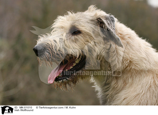 Irischer Wolfshund / Irish Wolfhound / MK-01010