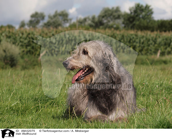 Irischer Wolfshund / Irish Wolfhound / AM-02075