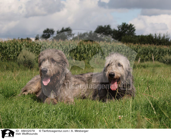 Irische Wolfshunde / Irish Wolfhounds / AM-02079
