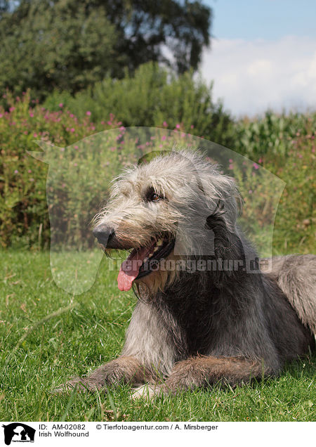 Irischer Wolfshund / Irish Wolfhound / AM-02082