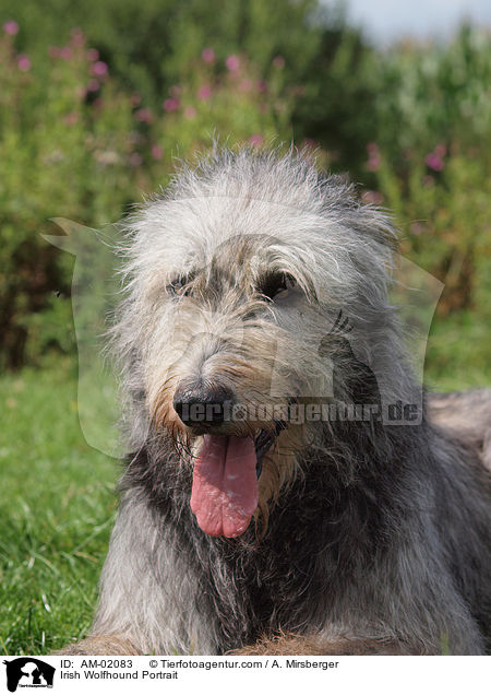 Irischer Wolfshund Portrait / Irish Wolfhound Portrait / AM-02083