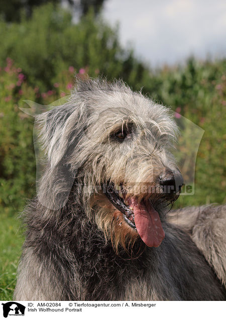 Irischer Wolfshund Portrait / Irish Wolfhound Portrait / AM-02084