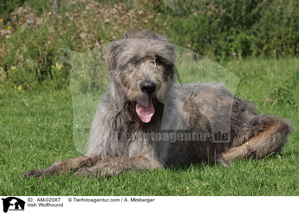 Irischer Wolfshund / Irish Wolfhound / AM-02087