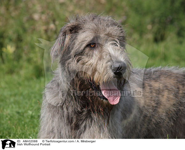 Irischer Wolfshund Portrait / Irish Wolfhound Portrait / AM-02088