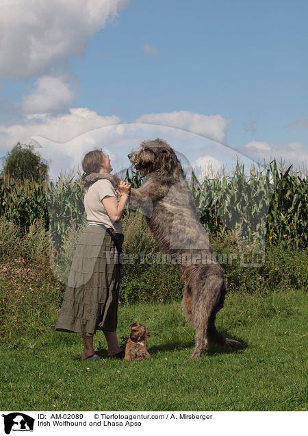 Irischer Wolfshund und Lhasa Apso / Irish Wolfhound and Lhasa Apso / AM-02089