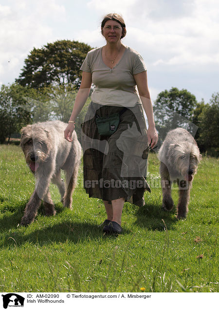 Irische Wolfshunde / Irish Wolfhounds / AM-02090