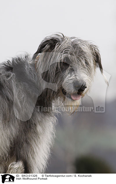 Irischer Wolfshund Portrait / Irish Wolfhound Portrait / SKO-01326