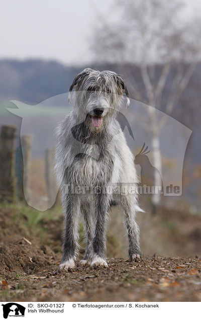 Irischer Wolfshund / Irish Wolfhound / SKO-01327