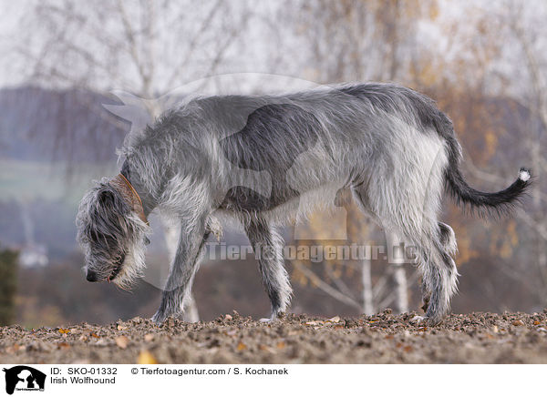 Irischer Wolfshund / Irish Wolfhound / SKO-01332