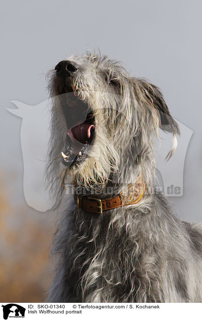 Irischer Wolfshund Portrait / Irish Wolfhound portrait / SKO-01340
