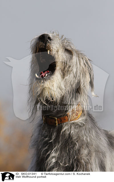 Irischer Wolfshund Portrait / Irish Wolfhound portrait / SKO-01341