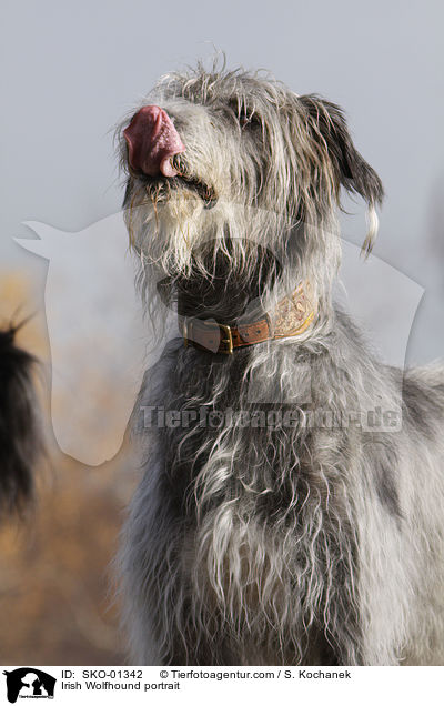 Irischer Wolfshund Portrait / Irish Wolfhound portrait / SKO-01342