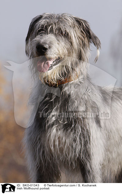 Irischer Wolfshund Portrait / Irish Wolfhound portrait / SKO-01343
