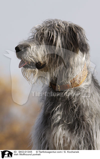 Irischer Wolfshund Portrait / Irish Wolfhound portrait / SKO-01345