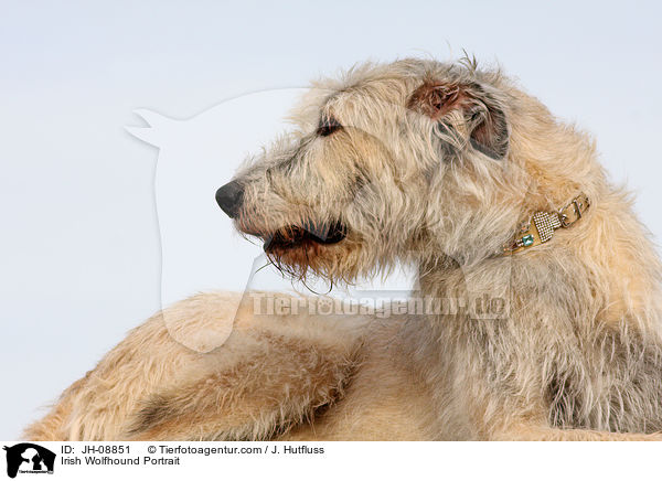 Irischer Wolfshund Portrait / Irish Wolfhound Portrait / JH-08851
